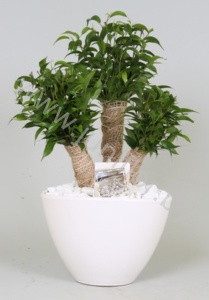 Фикус Crazy Tree In Enveloppot