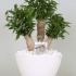 Фикус Crazy Tree In Enveloppot
