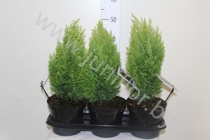 Кипарис Chamaecyparis Ellwoodii Gold