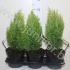 Кипарис Chamaecyparis Ellwoodii Gold Кипарис Chamaecyparis Ellwoodii Gold