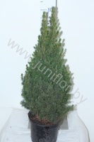 Ель Picea Glauca Conica