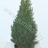 Ель Picea Glauca Conica Ель Picea Glauca Conica