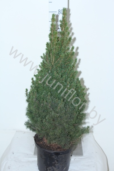 Ель Picea Glauca Conica