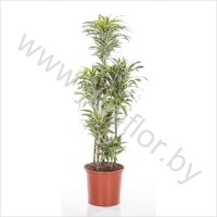 Драцена Dracaena Comp Surprise Carrousel