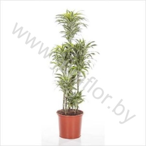 Драцена Dracaena Comp Surprise Carrousel