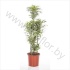 Драцена Dracaena Comp Surprise Carrousel Драцена Dracaena Comp Surprise Carrousel