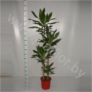 Драцена Dracaena Fr. Steudneri 90-60-30