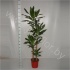 Драцена Dracaena Fr. Steudneri 90-60-30 Драцена Dracaena Fr. Steudneri 90-60-30