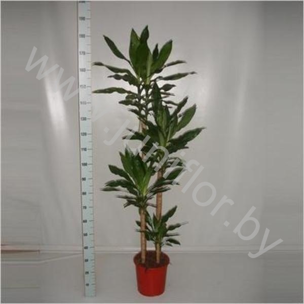 Драцена Dracaena Fr. Steudneri 90-60-30