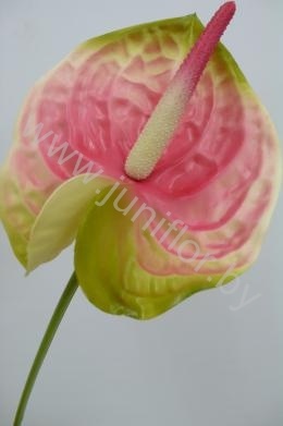 Антуриум Pink