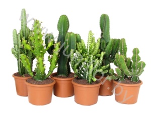 Эуфорбия Euphorbia cites Mixed