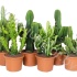 Эуфорбия Euphorbia cites Mixed Эуфорбия Euphorbia cites Mixed