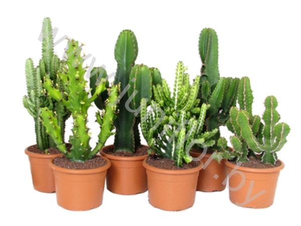 Эуфорбия Euphorbia cites Mixed