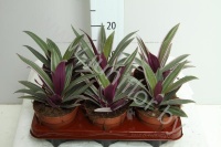 Традесканция Tradescantia Sitara Pink