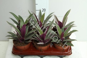 Традесканция Tradescantia Sitara Pink