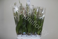 Камбрия Orchidee Cam.Tahoma 2-Tak