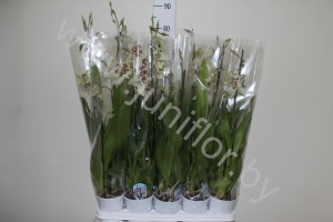 Камбрия Orchidee Cam.Tahoma 2-Tak