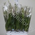 Камбрия Orchidee Cam.Tahoma 2-Tak Камбрия Orchidee Cam.Tahoma 2-Tak