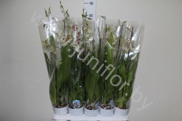 Камбрия Orchidee Cam.Tahoma 2-Tak