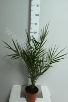 Феникс Phoenix Canariensis