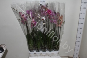 Фаленопсис Phalaenopsis Hybride 2-Tak cites
