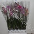 Фаленопсис Phalaenopsis Hybride 2-Tak cites Фаленопсис Phalaenopsis Hybride 2-Tak cites