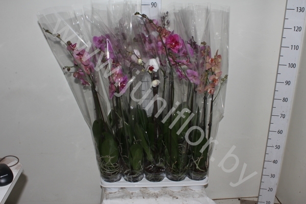 Фаленопсис Phalaenopsis Hybride 2-Tak cites Фаленопсис Phalaenopsis Hybride 2-Tak cites