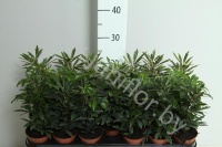 Шеффлера Schefflera Gemengd