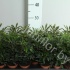 Шеффлера Schefflera Gemengd Шеффлера Schefflera Gemengd