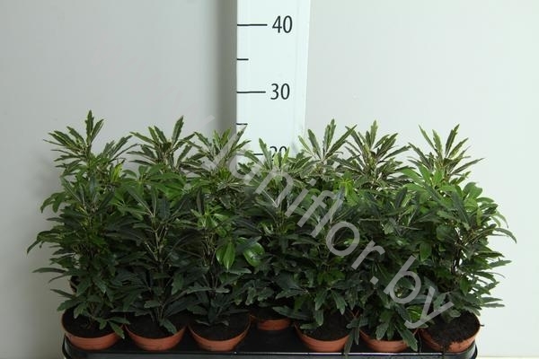 Шеффлера Schefflera Gemengd