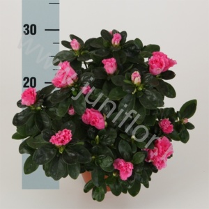 Рододендрон Rhododendron s Rose