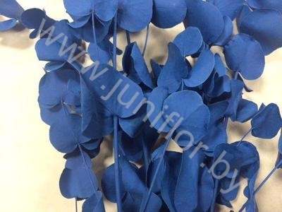 Эвкалипт Синерея Блю Gr Euc Cinerea p Blue