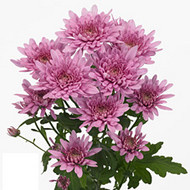 Bretagne pink