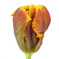 Тюльпан Bright Parrot