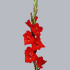 Gladiool_Gr_Chinon.jpg Гладиолус Gladiool Gr Chinon
