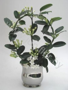 Стефанотис Grand Silver