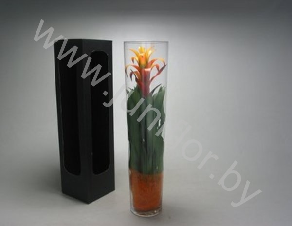Гузмания Marjan Vaas Organza Гузмания Marjan Vaas Organza