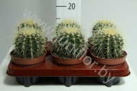Кактус Echino Grusonii