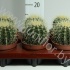 Кактус Echino Grusonii Кактус Echino Grusonii