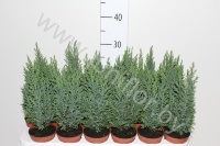 Кипарис Chamaecyparis Ellwoodii