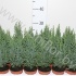 Кипарис Chamaecyparis Ellwoodii Кипарис Chamaecyparis Ellwoodii