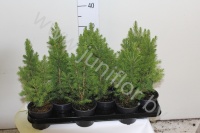 Ель Picea Glauca Conica Extra