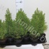 Ель Picea Glauca Conica Extra Ель Picea Glauca Conica Extra