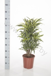 Драцена Dracaena Comp Surprise Vertakt