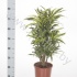 Драцена Dracaena Comp Surprise Vertakt Драцена Dracaena Comp Surprise Vertakt