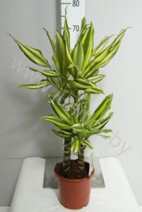 Драцена Dracaena Fr. Yellow Coast 45-20