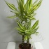 Драцена Dracaena Fr. Yellow Coast 45-20 Драцена Dracaena Fr. Yellow Coast 45-20