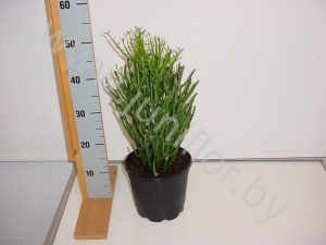 Эуфорбия Euphorbia cites Tirucalli cites