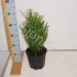 Эуфорбия Euphorbia cites Tirucalli cites