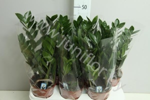 Замиокулькас Zamioculcas Zamiifolia